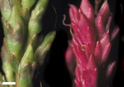 Veronica biggarii. Infructescences with young fruit showing variation in colour. Scale = 1 mm.
 Image: W.M. Malcolm © Te Papa CC-BY-NC 3.0 NZ